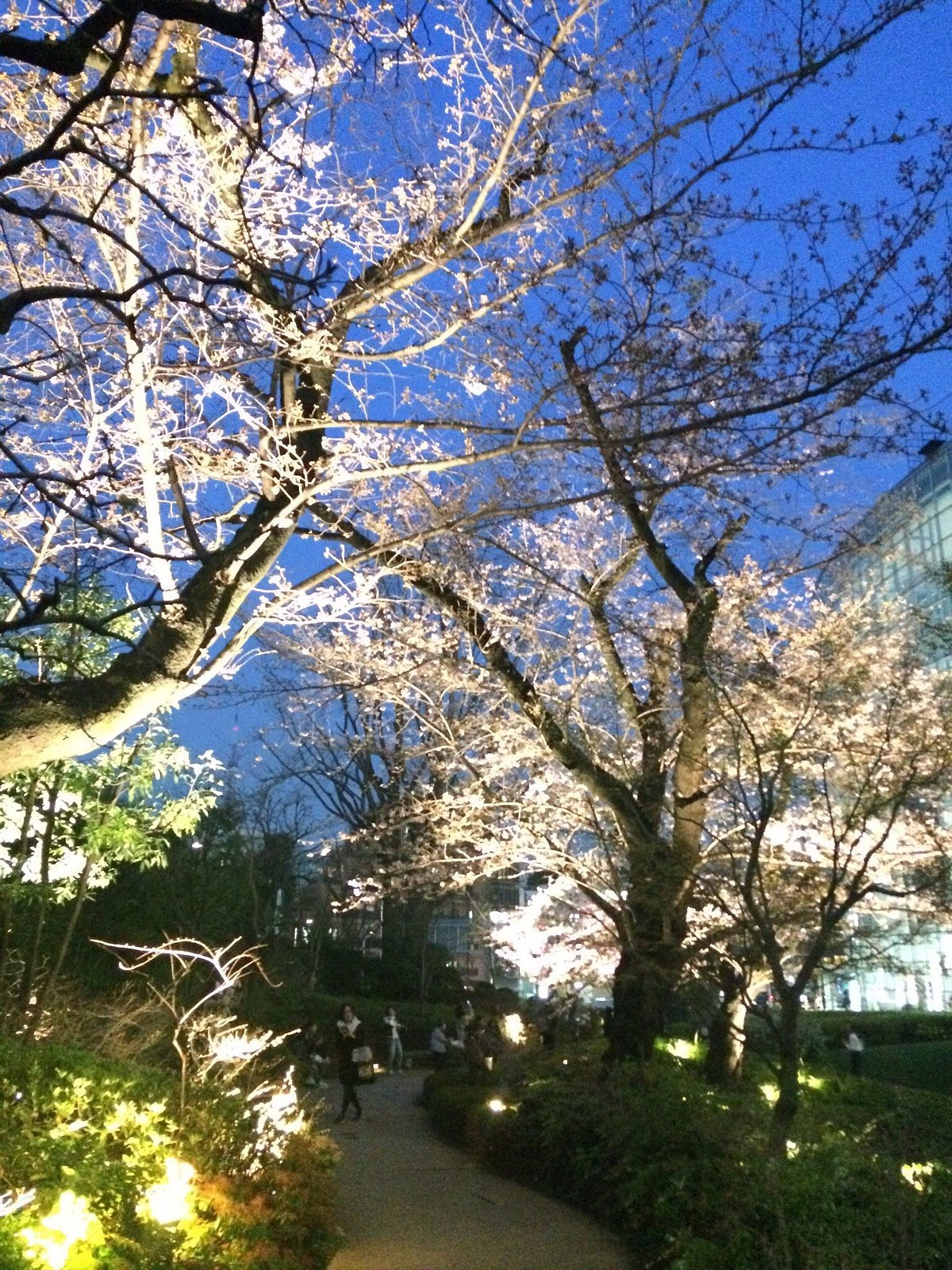 🍰 키바나의 숲(츠보야 키바나노모리) 이미지 6